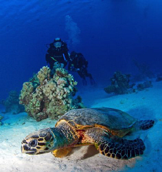 Turtle in the red sea by Andy Kutsch 